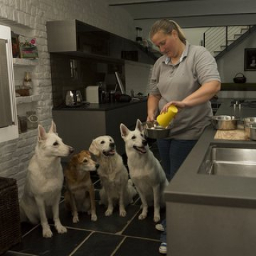 Haltung mehrerer Hunde kl