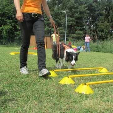 Cavaletti-Training kl