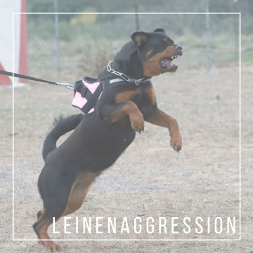 Leinenaggression